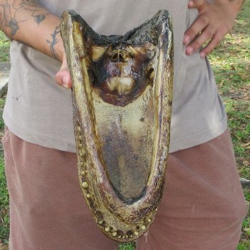 12 inch Alligator Head 