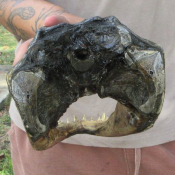 12 inch Alligator Head 