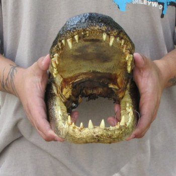 13 inch Alligator Head 