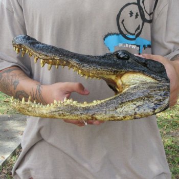 13 inch Alligator Head 