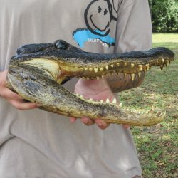 13 inch Alligator Head