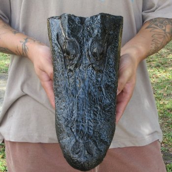 13 inch Alligator Head 