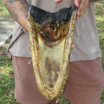 13 inch Alligator Head 
