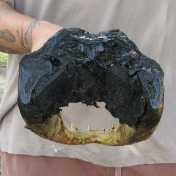 13 inch Alligator Head 
