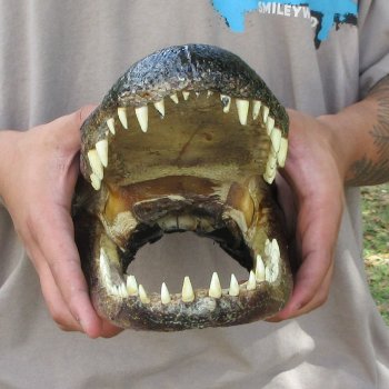 12 inch Alligator Head 