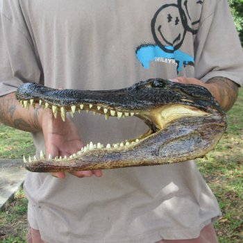 12 inch Alligator Head 