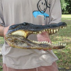 12 inch Alligator Head