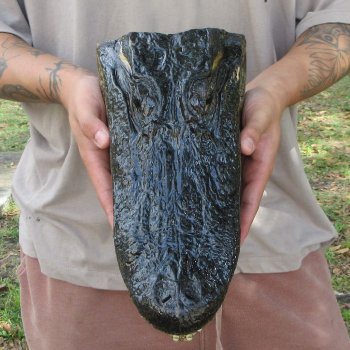 12 inch Alligator Head 