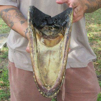 12 inch Alligator Head 
