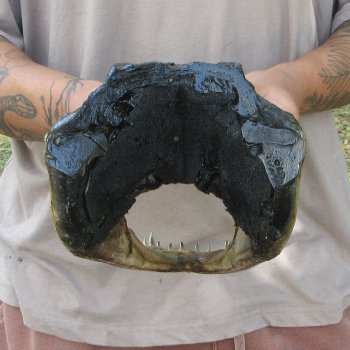 12 inch Alligator Head 