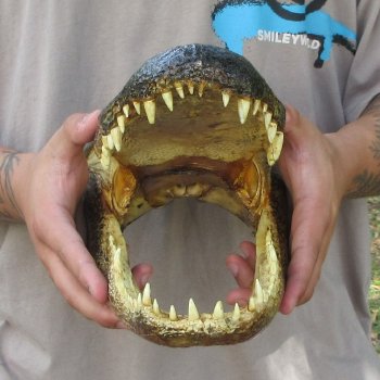 13 inch Alligator Head 