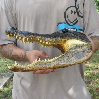 13 inch Alligator Head 