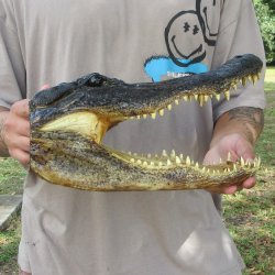 13 inch Alligator Head