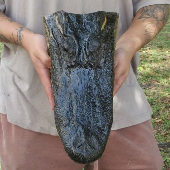 13 inch Alligator Head 