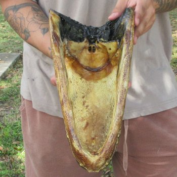 13 inch Alligator Head 