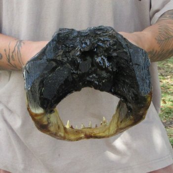 13 inch Alligator Head 