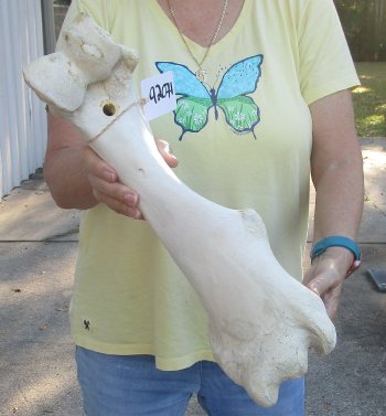 Camel (Humerus) leg bone (18") - $45