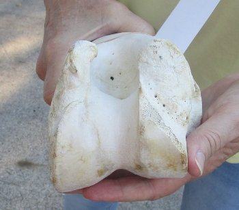 Camel (Humerus) leg bone (18") - $45