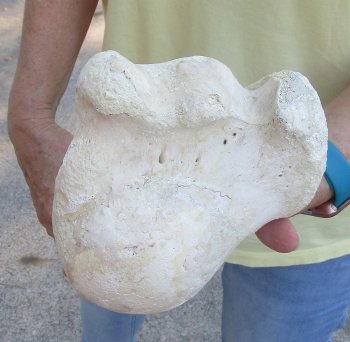 Camel (Humerus) leg bone (18") - $45
