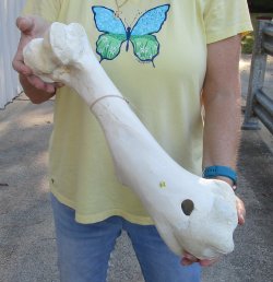 Camel (Humerus) leg...