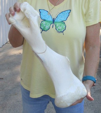 Camel (Humerus) leg bone (18") - $45