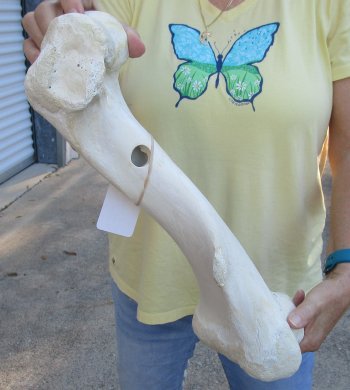 Camel (Humerus) leg bone (18") - $45