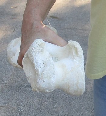 Camel (Humerus) leg bone (18") - $45