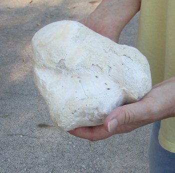 Camel (Humerus) leg bone (18") - $45