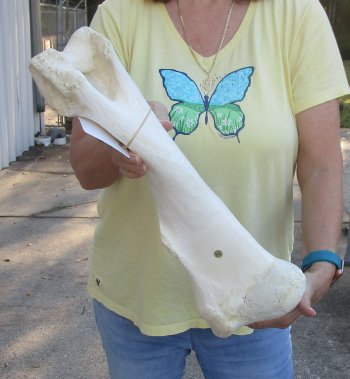 Camel (Humerus) leg bone (20") - $45