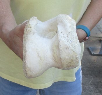 Camel (Humerus) leg bone (20") - $45