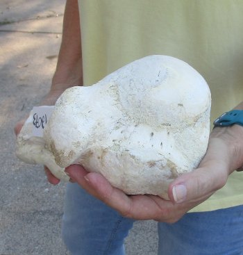Camel (Humerus) leg bone (20") - $45