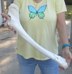 Camel (Radius) leg ...
