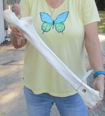 Camel (Radius) leg bone (23") - $45