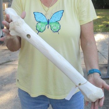Camel (Radius) leg bone (23") - $45