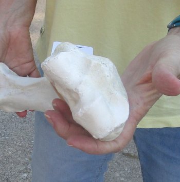 Camel (Radius) leg bone (23") - $45