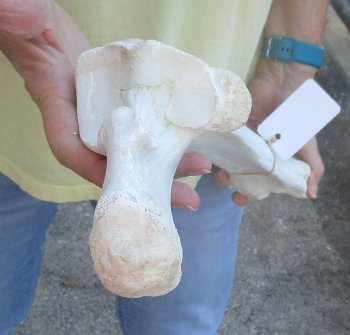 Camel (Radius) leg bone (23") - $45