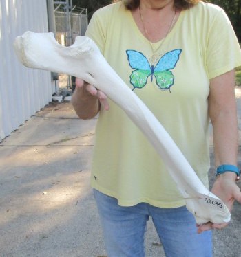 Camel (Radius) leg bone (26") - $45