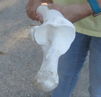 Camel (Radius) leg bone (26") - $45