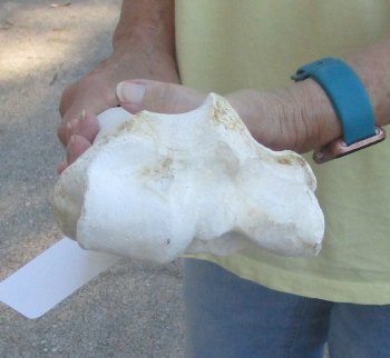Camel (Radius) leg bone (26") - $45