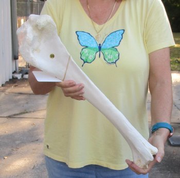 Camel (Tibia) leg bone (21") - $40