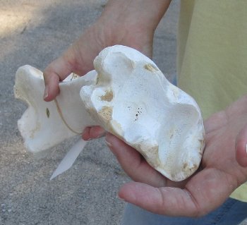 Camel (Tibia) leg bone (21") - $40