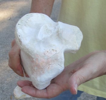 Camel (Tibia) leg bone (21") - $40