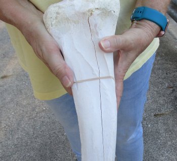 Camel (Tibia) leg bone (21") - $40
