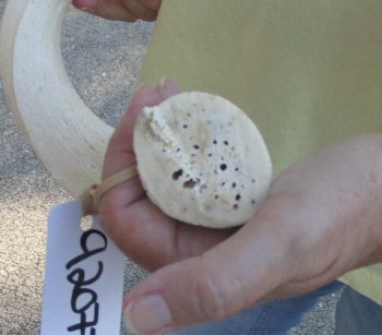 25 inch Unpolished South African Kudu Inner Horn Core 
