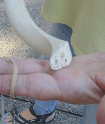 25 inch Unpolished South African Kudu Inner Horn Core 