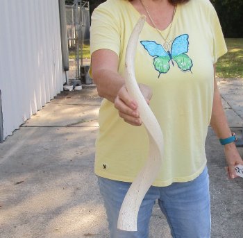23 inch Unpolished South African Kudu Inner Horn Core 