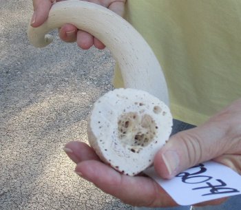 23 inch Unpolished South African Kudu Inner Horn Core 