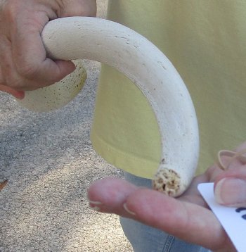 23 inch Unpolished South African Kudu Inner Horn Core 