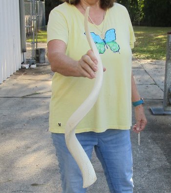 31 inch Unpolished South African Kudu Inner Horn Core 