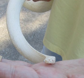 31 inch Unpolished South African Kudu Inner Horn Core 